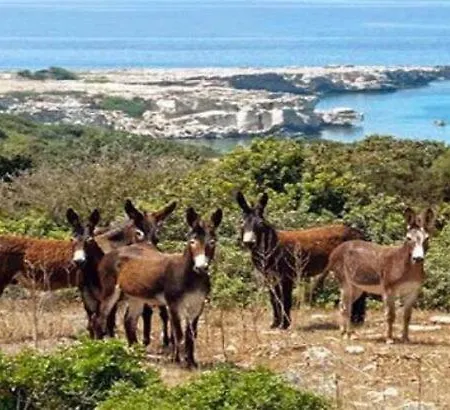 The Nitovikla Eco-agro Boutique & Pool & Cave Restaurant & Wine House An Authentic Cypriot Experience! * Rizokarpaso